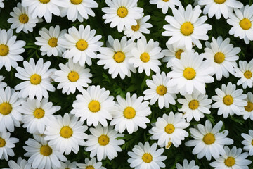Tranquil Daisies: A Delicate Floral Beauty in a Meadow.
