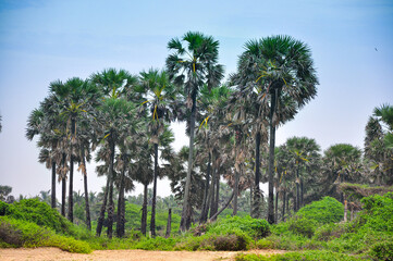 A palm tree in a peaceful environment, Mannar, sri lanka