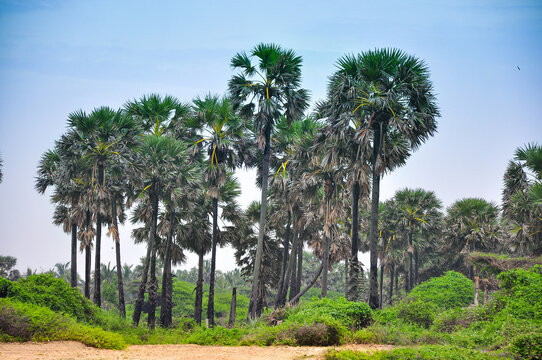 A palm tree in a peaceful environment, Mannar, sri lanka