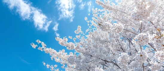 White cherry trees planted under a blue sky.