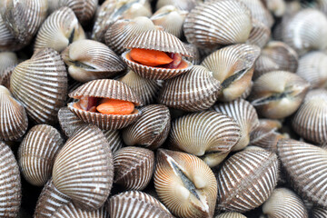 shells background
