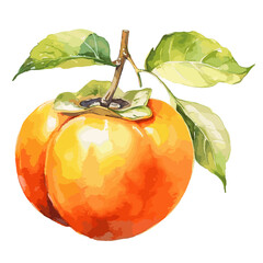 Persimmon watercolor vector illustration on a white background.