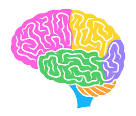 Human brain illustration with colored lobes