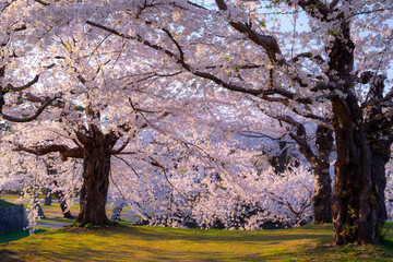 Fototapeta premium 桜