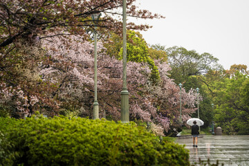 Fototapeta premium 雨に打たれる満開の桜