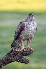 Beautiful vertical portrait of a Bonelli's eagle perched on a log with remains of food both in its beak and in its talons, its beak open and looking straight ahead in Sierra Morena, Andalusia, Spain