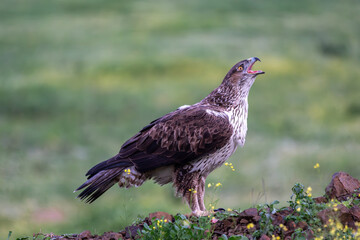 Beautiful side portrait of a Bonelli's eagle on rocks with flowers and plants looking laterally with its beak open in Sierra Morena, Andalusia, Spain, Europe