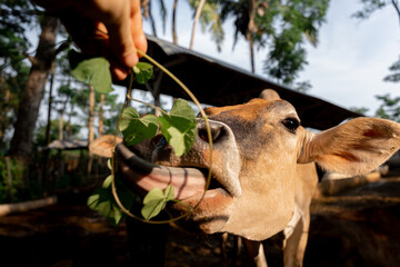 Playful Cow Munching on a Branch. Funny Tongue. Close-Up Portrait