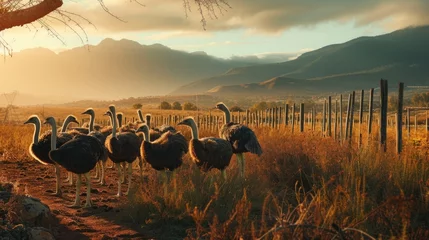 Foto op Canvas South African ostrich farm. Generative AI © Roman
