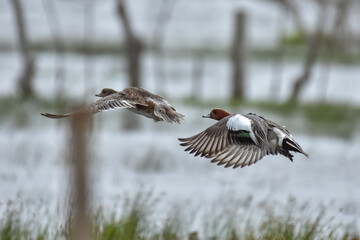 Eurasian wigeon is a beautiful duck