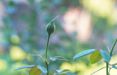 Unopened rosebuds © PX