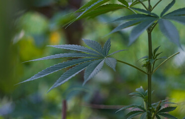 Young buds of cannabis