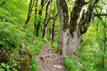 National park Biogradska gora in Montenegro.