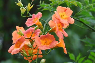 森の木に垂れ下がる