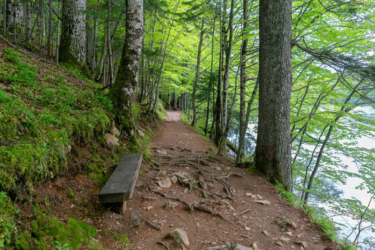 National park Biogradska gora in Montenegro.