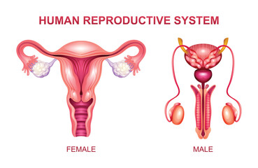 Human reproductive system. Male and female reproductive system anatomy vector illustration isolated on white background