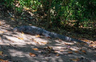 A large monitor lizard rests in the shade of trees on the island of Sri Lanka.