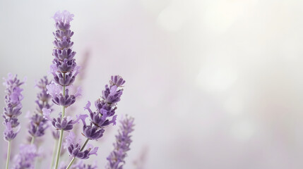 Soft Lavender Flowers on Gentle Light Background