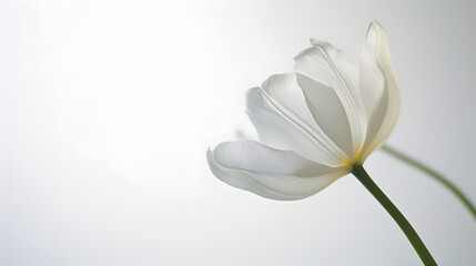 Elegant White Tulip on Light Background