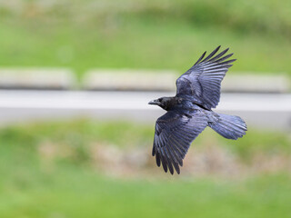 A northern raven in flight on a sunny day in summer