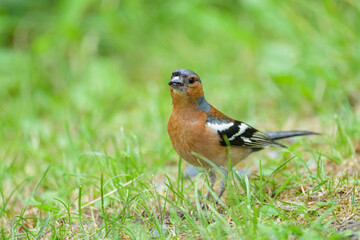 A male Common Chaffinch standing on the ground