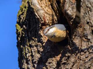 A Eurasian Nuthatch sitting on a tree