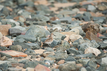 A Dunlin standing on a beach with pebbles