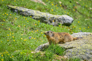 An alpine marmot sitting on a rock on a sunny day in summer