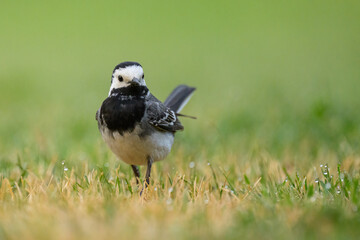 A White Wagtail running on a meadow