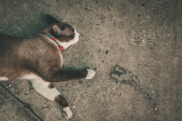 Top view of asian domestic brown cat lying and relaxing on ground floor.