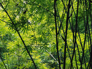 Shady bamboo trees in the deep forest