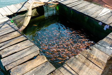 Fish farming on Lake Koggala in Sri Lanka.