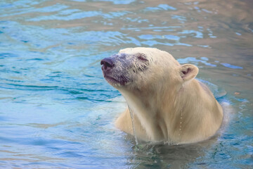 A polar bear gracefully navigating the ocean waters.