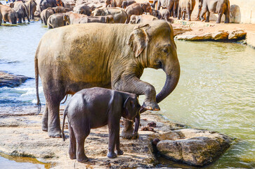 Sri Lankan elephants swimming in the river at Pinnawala Elephant Orphanage. (Sri Lanka)