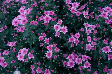 Soft pink chrysanthemum flowers It has dark green leaves and is blooming in the flower garden.