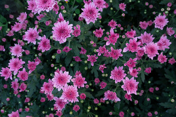 Tiny pink chrysanthemums fill the flower garden in winter.