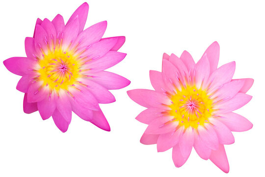 Beautiful two pink lotus as white background picture.flower on clipping path.