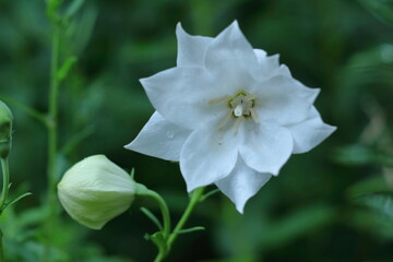 Obraz premium 秋の七草の一つの花