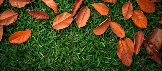 Fototapeta premium Teak leaves dropped on the grass, teak leaf background.