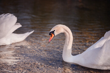 Graceful white swan looking at the camera by the lake, exuding calmness and elegance