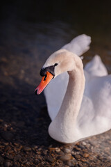 Graceful white swan looking at the camera by the lake, exuding calmness and elegance