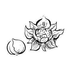 ふきのとうの和風ベクターイラスト（白黒）。