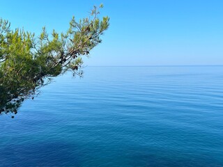 Pine tree above blue sea calm surface.