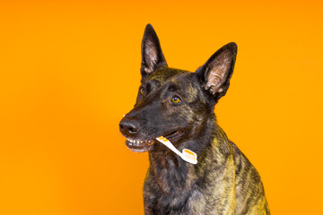 Dutch shepherd dog holding a toothbrush in his teeth on a clean red yellow background