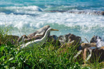 White bird on the shores of the Indian Ocean on the island of Sri Lanka.