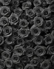 A lot of beautiful black rose flowers all over the place, for a beautiful bright wall background