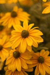 żółta rudbekia jesienią w ogrodzie, flower meadow	