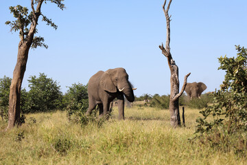Fototapeta premium Afrikanischer Elefant / African elephant / Loxodonta africana