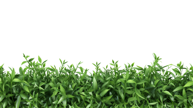 Vibrant green grass with a clean transparent backdrop.