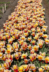 yellow-red tulips blooming in a garden